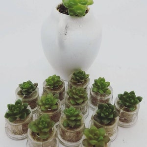 Desert - Terrarium Live Succulent Plant Flower in a Tiny Transparent Capsule - Boo-Boo Plant