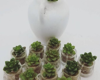 Desert - Terrarium Live Succulent Plant Flower in a Tiny Transparent Capsule - Boo-Boo Plant
