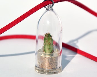 Goldy Cactus - Live Cacti Terrarium Flower, Miniature Plants Living Inside a Tiny Capsule - Boo-Boo Plant