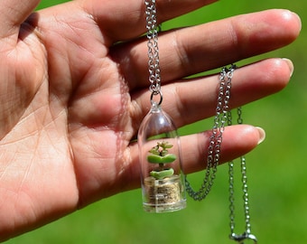 Live Succulent Terrarium Necklace - Tulip Plant Boo-Boo