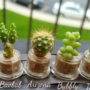 Palms Cactus - Live Cacti Terrarium Flower - Cactus Miniature Living Terrarium plants - Inside a Tiny Transparent Capsule - Boo-Boo Plant