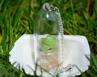 Miniature Succulent Terrarium Necklace – Live Boo-Boo Plant