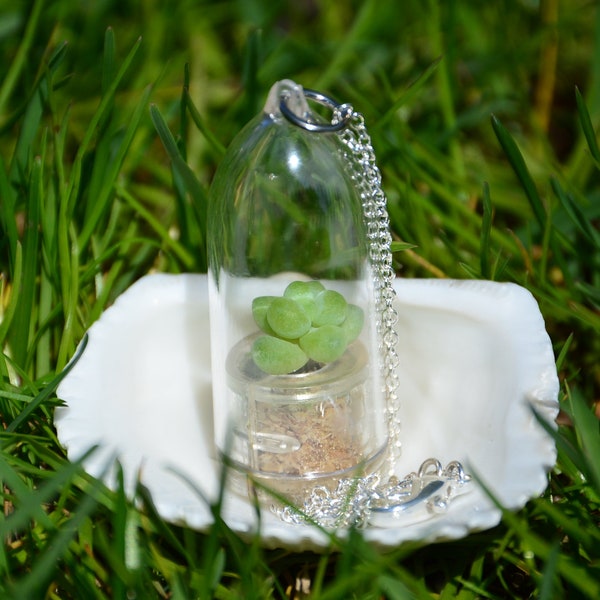 Miniature Succulent Terrarium Necklace – Live Boo-Boo Plant