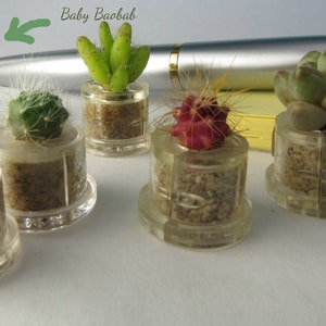 May include: Six small potted succulents in clear plastic containers. The succulents include a cactus, a baby baobab, a red succulent, and three other varieties. The text "Baby Baobab" is written on a white background.