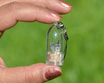 Boo-Boo Plant Terrarium Keychain, Live Succulent, Tiny Living Plant