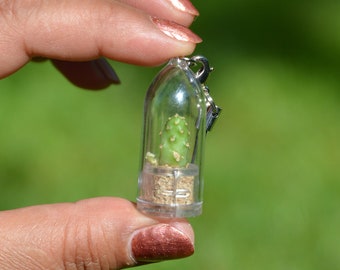 Live Baobab Cactus Terrarium Plant, Miniature Capsule Necklace, Key Chain