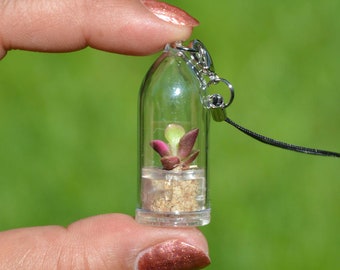 Pinky Rose Tiny Living Necklace Plants - Succulent Terrarium Necklace flower - Plant + Terrarium, Key Chain, Fridge Magnet - Boo-Boo Plant