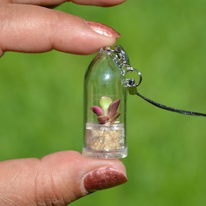 Pinky Rose Tiny Living Necklace Plants - Succulent Terrarium Necklace flower - Plant + Terrarium, Key Chain, Fridge Magnet - Boo-Boo Plant