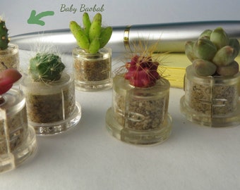 Baby Baobab Cactus - Miniature Live Terrarium Plant, Boo-Boo Plant