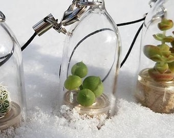 Boo-Boo Plant - Live Miniature Succulent in Capsule - Terrarium Plant