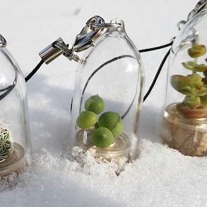 Pearl - Live Succulent Plant - Miniature Plants Living Inside Capsule - Terrarium Plant - Boo-Boo Plant