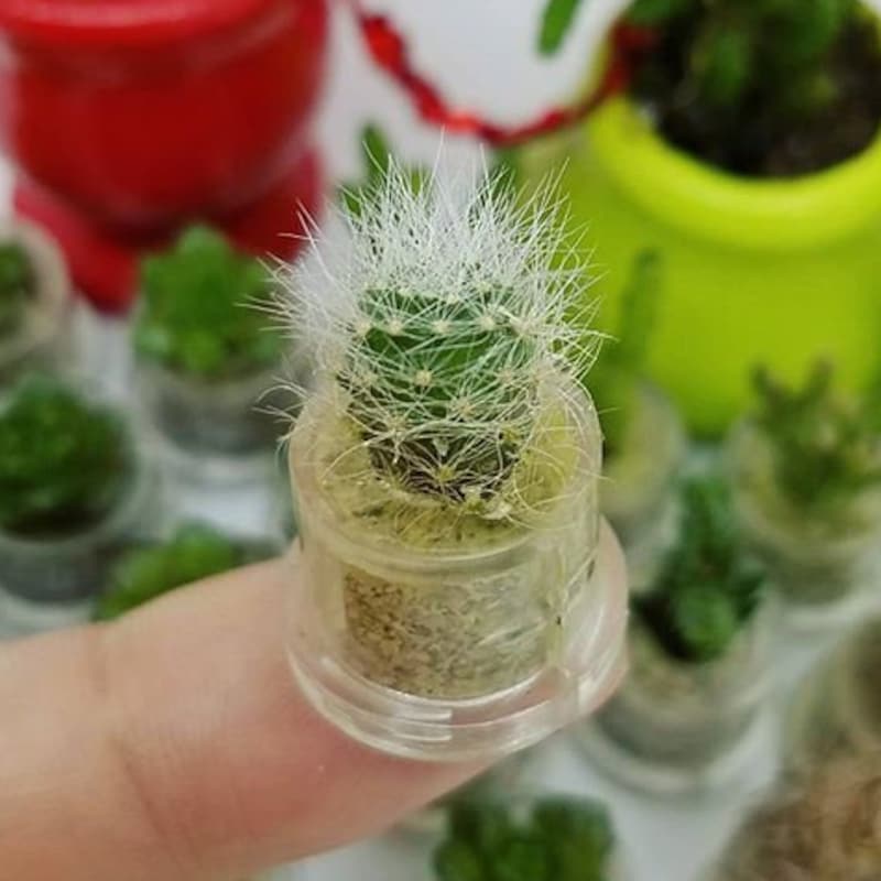 BooBooPlant - Etsy