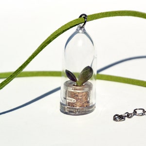 Wings - Live Terrarium Plant - Succulent Flower Terrarium -Transparent Capsule Flower - Miniature Terrarium -Boo-Boo Plant