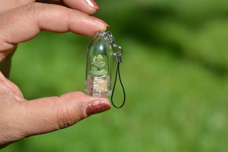 May include: A small clear glass terrarium with a green succulent plant inside. The terrarium is attached to a black string and can be used as a keychain.