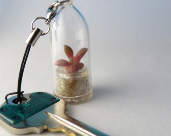 Pinky Rose - Live Succulent Terrarium Flower- Miniature Living Plant inside Tiny Transparent Terrarium Capsule - Boo-Boo Plant