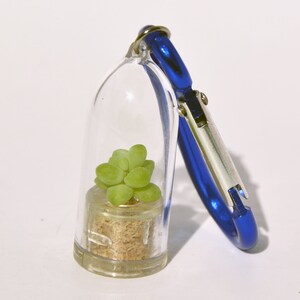 May include: A small succulent plant in a clear glass container with a cork stopper. The container is attached to a blue carabiner clip.