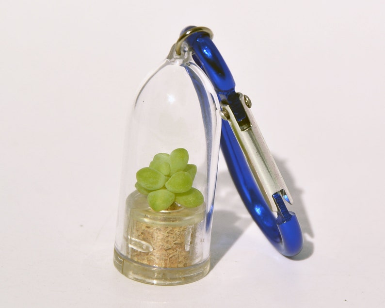 May include: A small succulent plant in a clear glass container with a cork stopper. The container is attached to a blue carabiner clip.