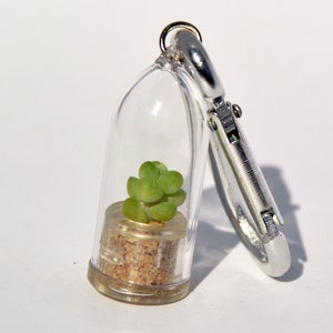 May include: A small succulent plant in a clear glass vial with a cork stopper. The vial is attached to a silver key chain.