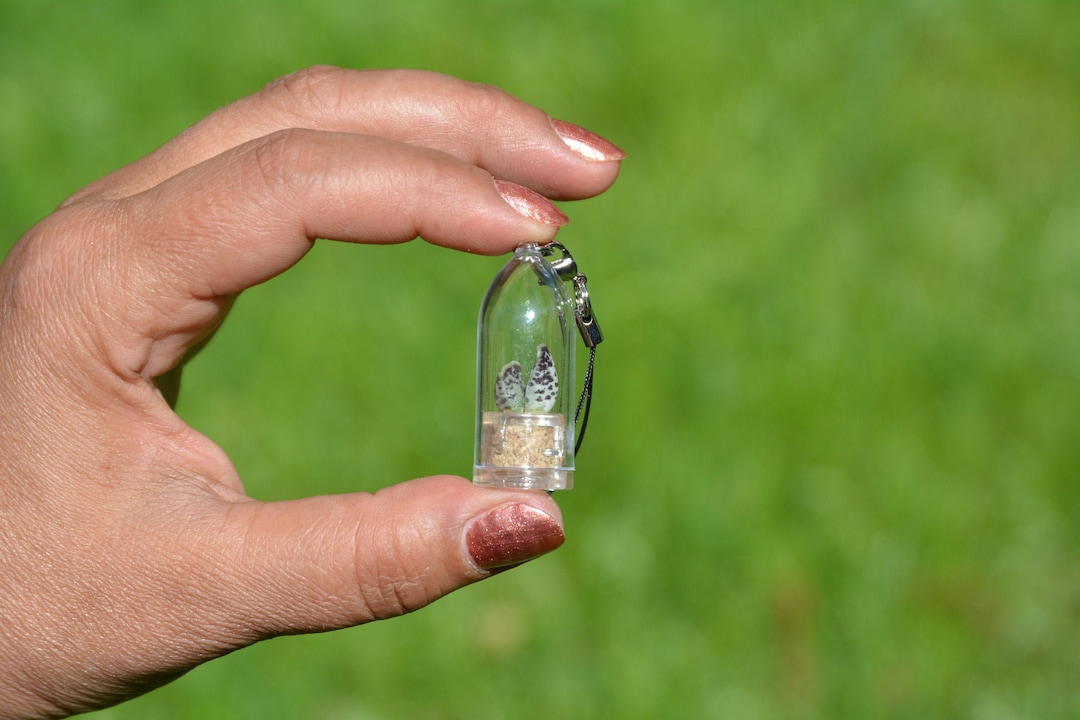 Boo-boo Plant Terrarium Keychain, Live Succulent, Tiny Living Plant - Etsy