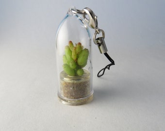 Apple Cactus - Live Cacti Terrarium Flower Miniature Plants Living Inside a Tiny Capsule - Boo-Boo Plant