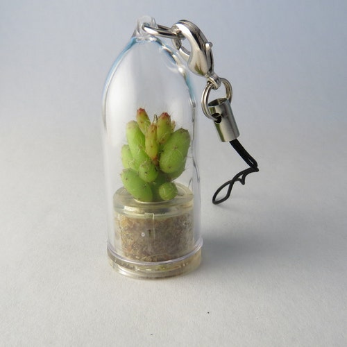 Apple Cactus - Live Cacti Terrarium Flower Miniature Plants Living Inside a Tiny Capsule - Boo-Boo Plant