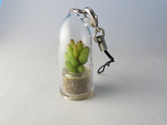 Plant Pet Cactus Keyring Plant Live Cactus Keychain Apple Cactus