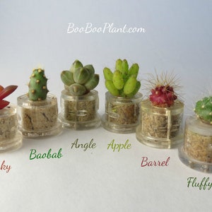 May include: Six small potted succulents in clear plastic containers with labels: Pinky, Baobab, Angle, Apple, Barrel, and Fluffy.  BooBooPlant.com is printed at the top of the image.