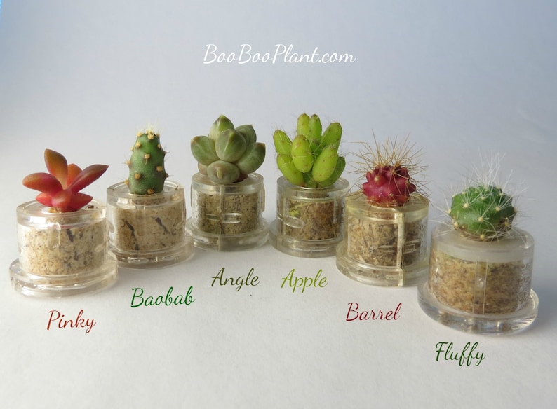 May include: Six small potted succulents in clear plastic containers with labels: Pinky, Baobab, Angle, Apple, Barrel, and Fluffy.  BooBooPlant.com is printed at the top of the image.