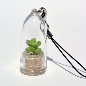 Boo-Boo Plant – Live Succulent Terrarium Keychain