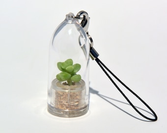 Boo-Boo Plant – Live Succulent Terrarium Keychain