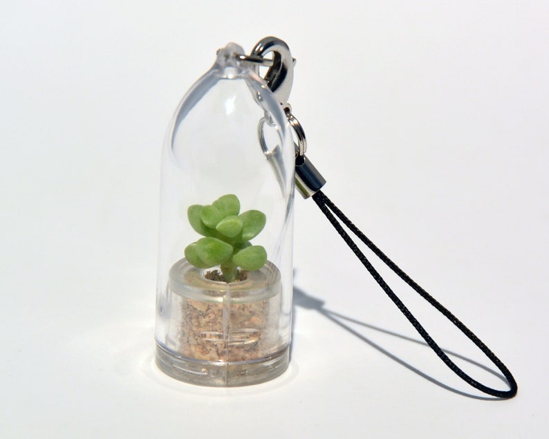 May include: A small green succulent plant in a clear plastic container with a cork base. The container is attached to a black string keychain.