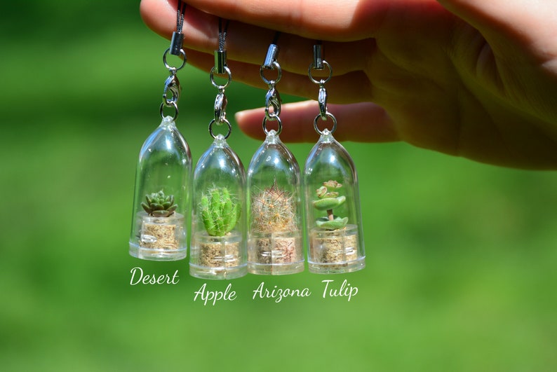 May include: Four small glass terrariums with different types of succulents hanging from silver chains. The terrariums are labeled "Desert", "Apple", "Arizona", and "Tulip".
