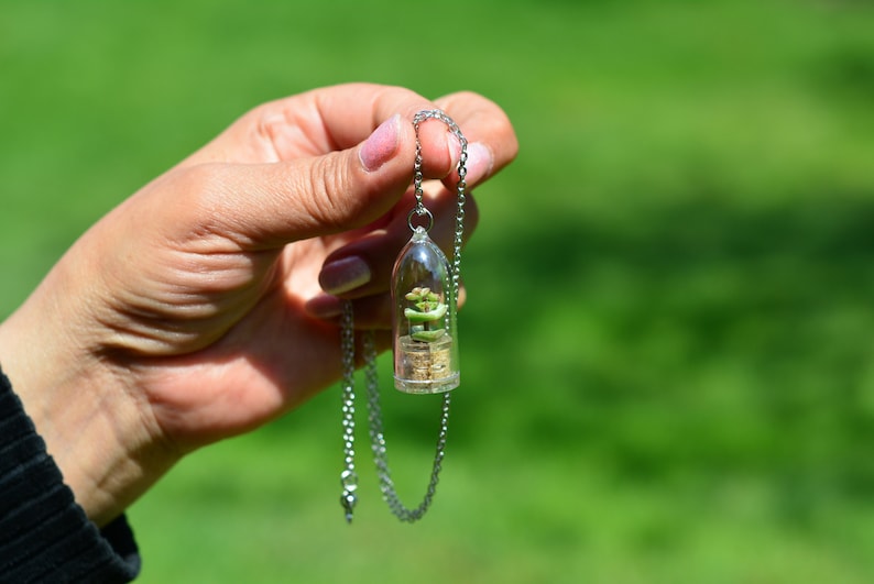 May include: A silver chain necklace with a clear glass pendant containing a small green plant. The pendant is shaped like a dome and the plant is visible through the glass.