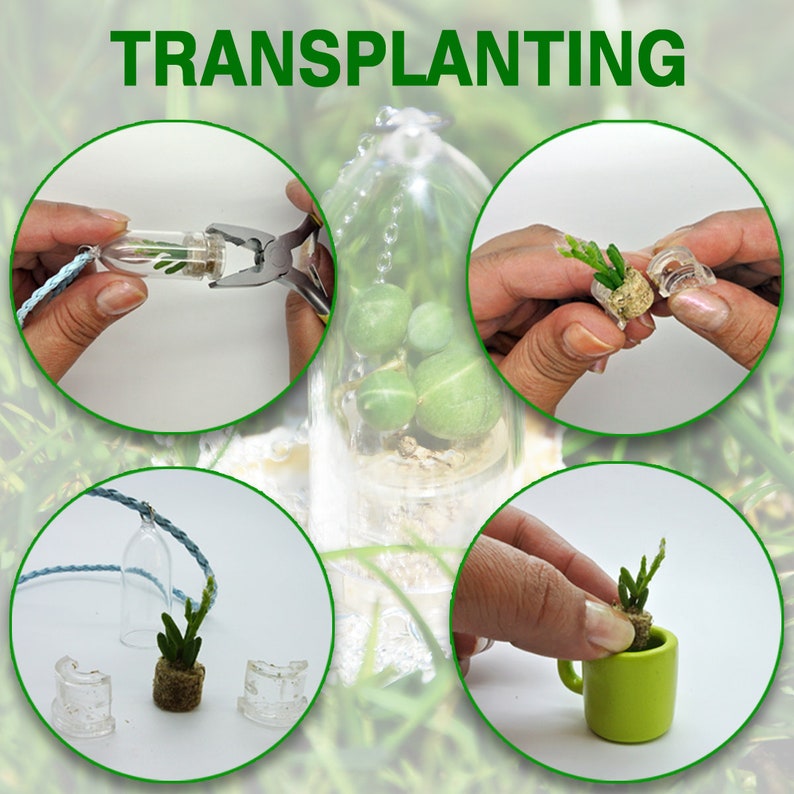 May include: A step-by-step guide on how to transplant small plants. The image shows a person using a pair of tweezers to carefully remove a small plant from a glass vial. The plant is then placed in a small, clear glass container with a lid. The container is then placed on a table with a green background.