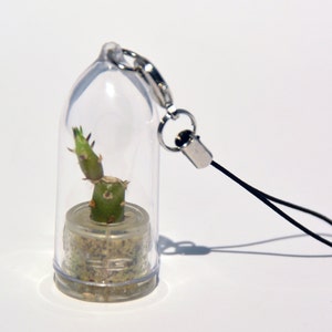 Needle Cactus - Live Cacti Terrarium Flower,  Miniature Living Plants Inside a Tiny Capsule - Boo-Boo Plant