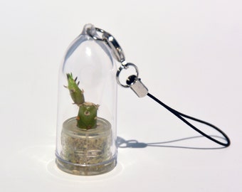 Needle Cactus - Live Cacti Terrarium Flower,  Miniature Living Plants Inside a Tiny Capsule - Boo-Boo Plant
