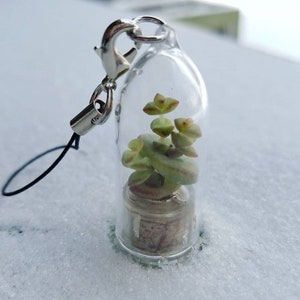 May include: A small succulent plant in a clear glass vial with a cork stopper. The vial is attached to a black string and a silver metal clasp. The vial is sitting on a white surface.