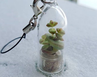 Miniature Live Succulent Terrarium – Boo-Boo Plant