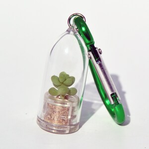 May include: A small green succulent plant in a clear plastic container attached to a green carabiner keychain.