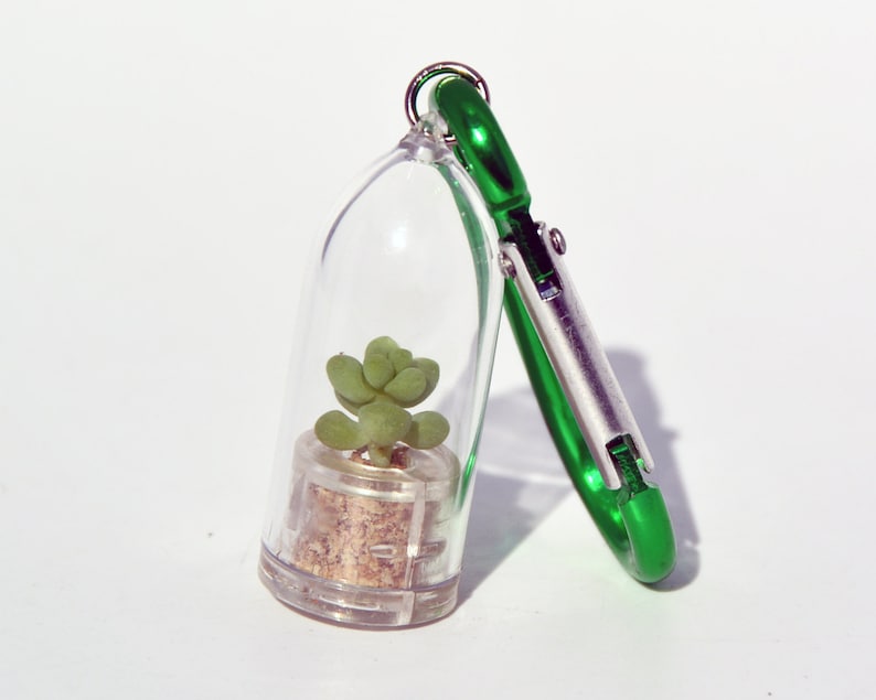 May include: A small green succulent plant in a clear plastic container attached to a green carabiner keychain.