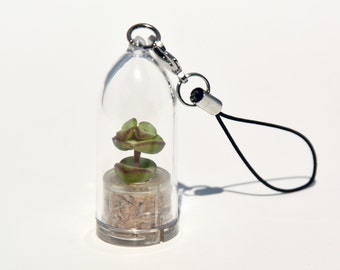 Boo-Boo Plant – Tulip Live Succulent Terrarium Capsule