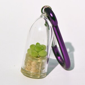 May include: A small succulent plant in a clear plastic container with a purple carabiner clip. The plant is green and has a cork base.