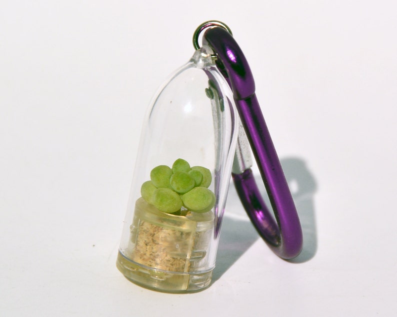 May include: A small succulent plant in a clear plastic container with a purple carabiner clip. The plant is green and has a cork base.