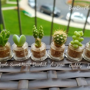 May include: Seven small potted succulents in clear glass containers with cork stoppers. The succulents are labeled "Apple", "Sweet Heart", "Baobab", "Arizona", "Bubbly", and "Tulip".