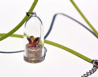 Live Plant Terrarium Necklace – Succulent & Cactus, Boo-Boo Plant