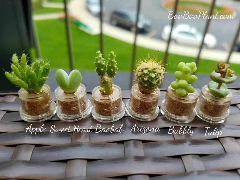 Apple Cactus Live Cacti Terrarium Flower Miniature Plants Etsy