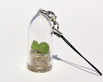 Boo-Boo Plant - Miniature Live Succulent Terrarium, Keychain Accessory