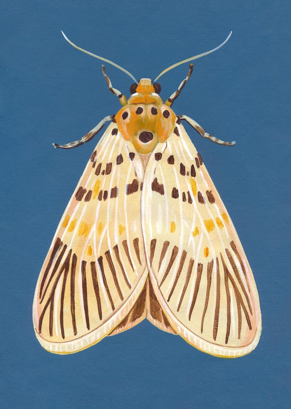 Original Moth Painting on Handmade Paper