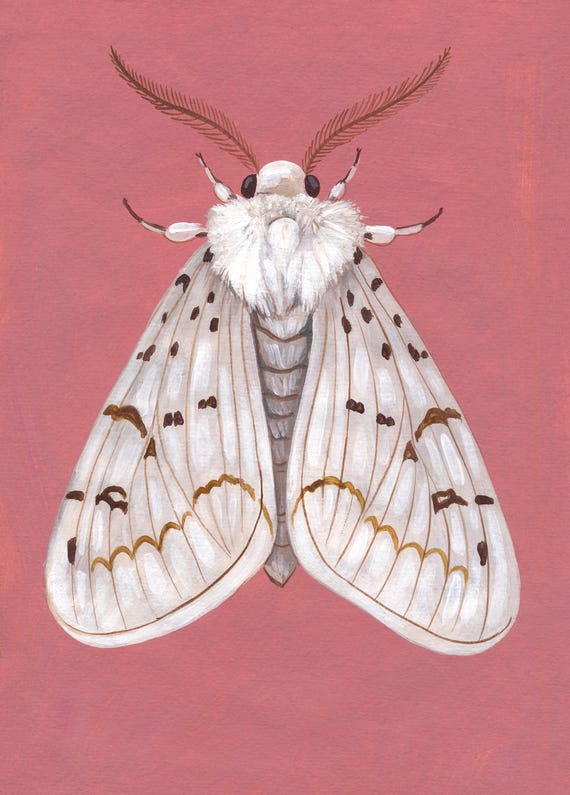 Original Moth Painting on Handmade Paper