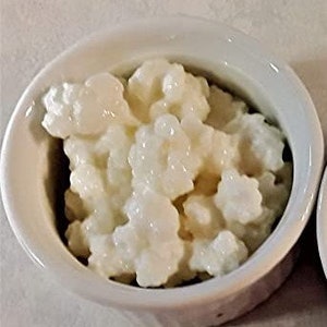 Live Milk Kefir Grains